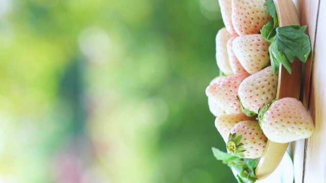 Fresh strawberries in wooden plate on green bokeh background,  White strawberries Pine berry or Hula strawberry on nature background.