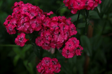 red and white flowers