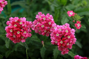 pink flowers in the garden