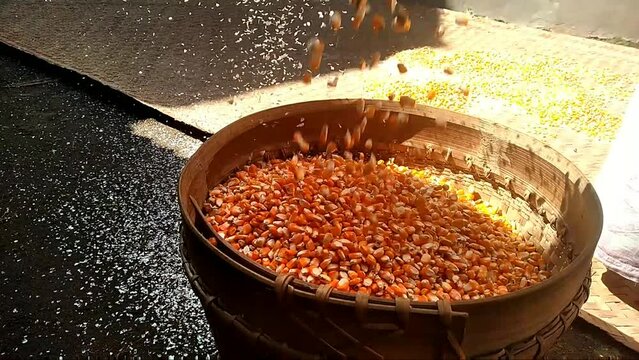 Corn kernels are dried and cleaned manually