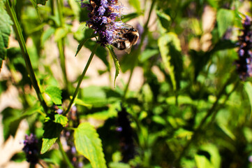 Large bee on a melissa flower.Melissa bush in the garden.Sunny day.Sweet home.Bee close-up.