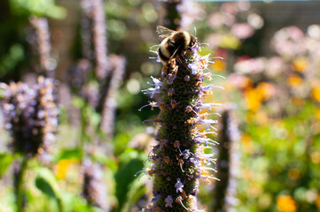 Large bee on a melissa flower.Melissa bush in the garden.Sunny day.Sweet home.Bee close-up.