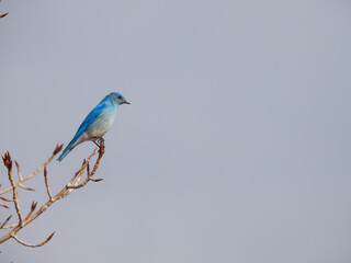 Bluebird on a branch with copy space on the right side