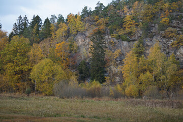 autumn in the forest