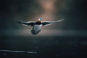 Mandarin duck