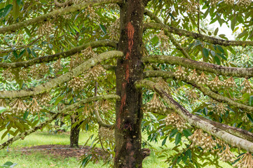 Group bud durian flowers blooming on the branches on tree in the garden, durian fruit grown from small to large, the best product quality in Thailand for export, king of fruit in Thai