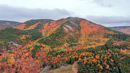 Autumn Colors in Forest, Drone view of Cape Breton Island, Forest Drone view, Colorful Trees in...