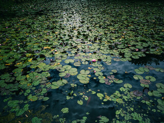 water lily in the pond