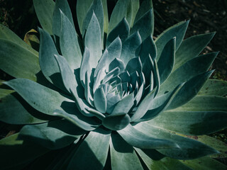 Succulent plant
