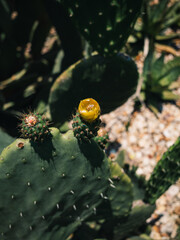 cactus with flower