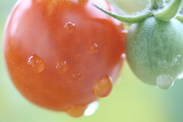 close up a tomato with rain drops on the tomato