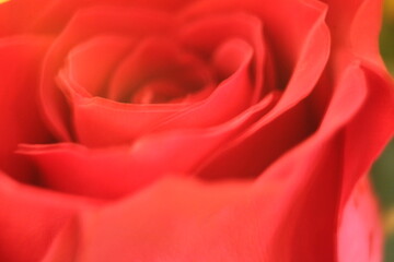 red rose close up