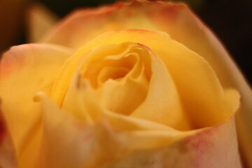yellow rose close up