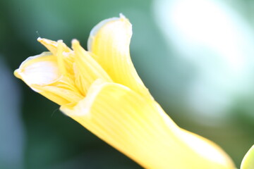 yellow flower macro
