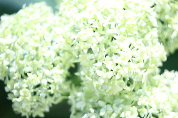 close up of white flowers