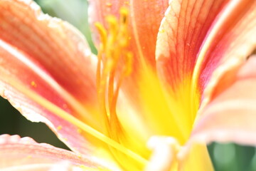 close up of orange flower