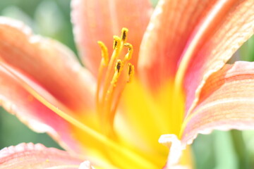 pink lily closeup