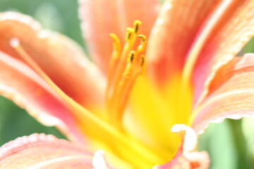 orange lily closeup