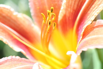 close up of red and yellow lily