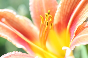close up of lily