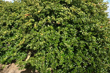 Fototapeta na wymiar Chinese holly berries. Aquifoliaceae dioecious evergreen tree. Berries ripen red around December.
