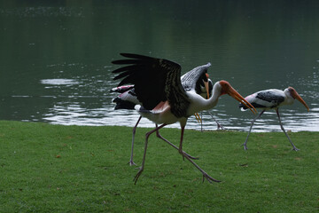 Birds are birds flying and hunting prey.