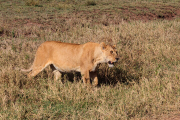 Fototapeta na wymiar Lioness (Panthera leo) walking in savannah in Serengeti national park, Tanzania