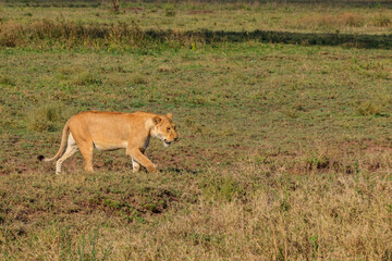 Fototapeta na wymiar Lioness (Panthera leo) walking in savannah in Serengeti national park, Tanzania