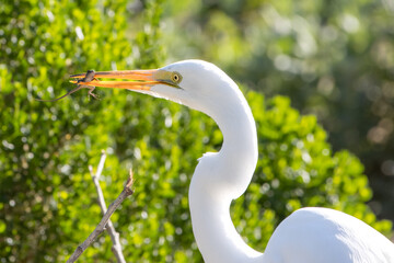 Great Egret Preying on Western Fence Lizard