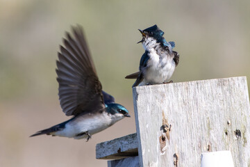 Two Tree Swallows Interacting Near Nest Box