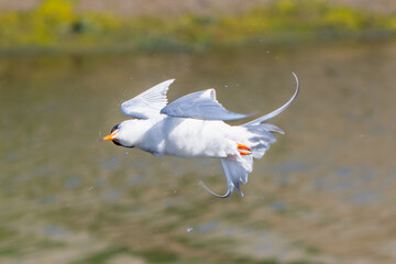 Forster's Tern Shaking Off Water Mid-Flight