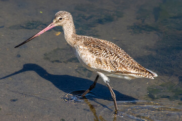 Marbled Godwit Wading through Water