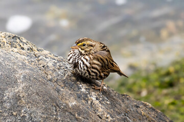 Savannah Sparrow Standing on Rock by Ocean