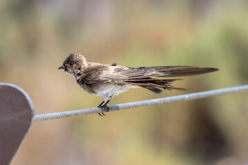 Northern Rough-winged Swallow Perched on Fence