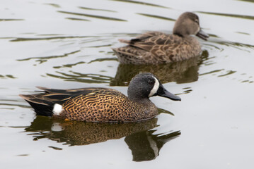 Blue-winged Teals Swimming in Creek