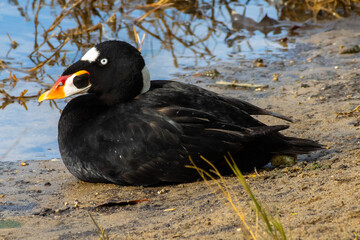 Surf Scoter Resting by Lagoon