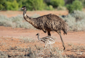 Emu with chick in outback Queensland, Australia. - 557074247