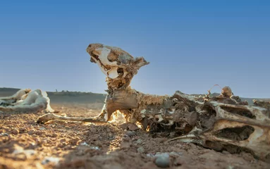 Foto op Plexiglas Dead kangaroo in remote outback New South Wales in drought conditions. © 169169
