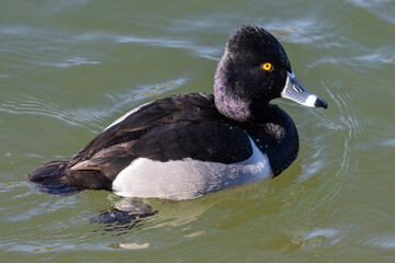 Ring-necked Duck Swimming in Pond