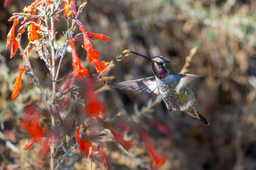 Anna's Hummingbird Feeding on Red Flowers