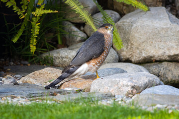 Cooper's Hawk Standing on Rocks