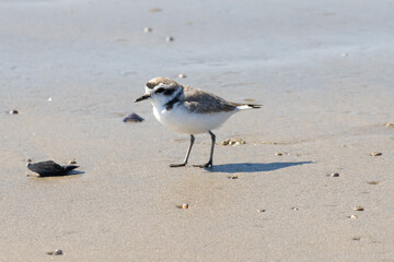 Western Snowy Plover Standing on Beach