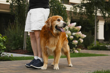 Owner walking with his golden retriever on city street, closeup
