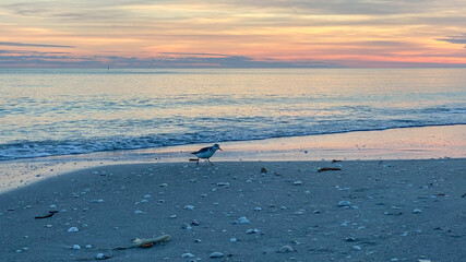 birds on the beach at sunset