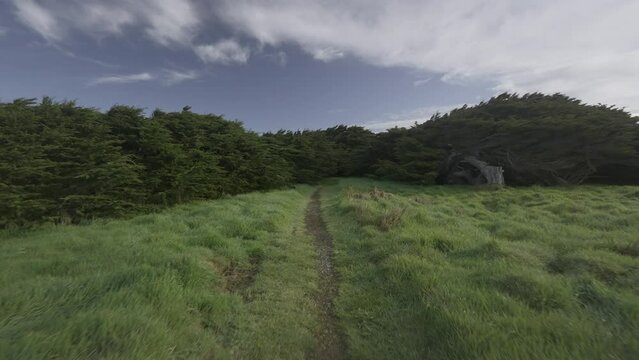 Walking towards Trees of Waipapa Point on small path, Macrocarpa trees
