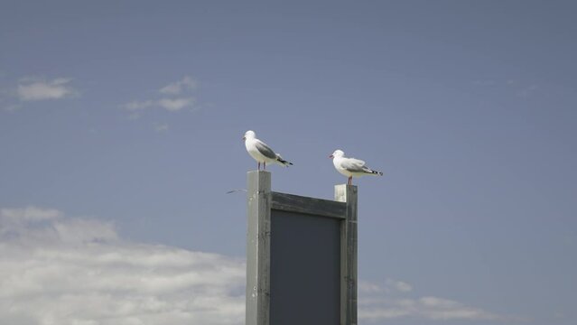 Two Seagulls perched on wooden sign post on sunny day, Red-billed gull
