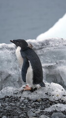 Obraz premium Adelie penguin (Pygoscelis adeliae) in front of a block of ice on the beach at Brown Bluff, Antarctica