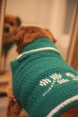 dog sweater with march saint patrick day