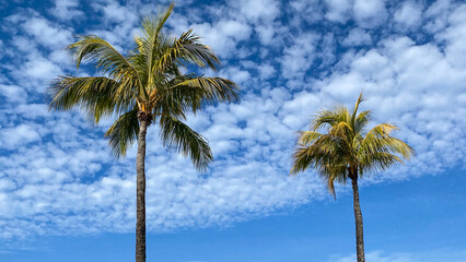 palm trees in Florida