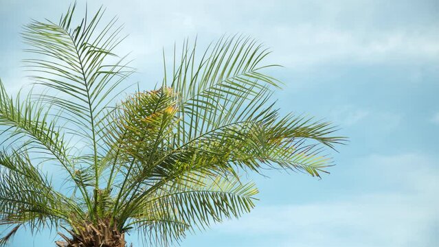 Coconut Tree Foliage Sways On A Soft Wind In The Daytime. Close Up